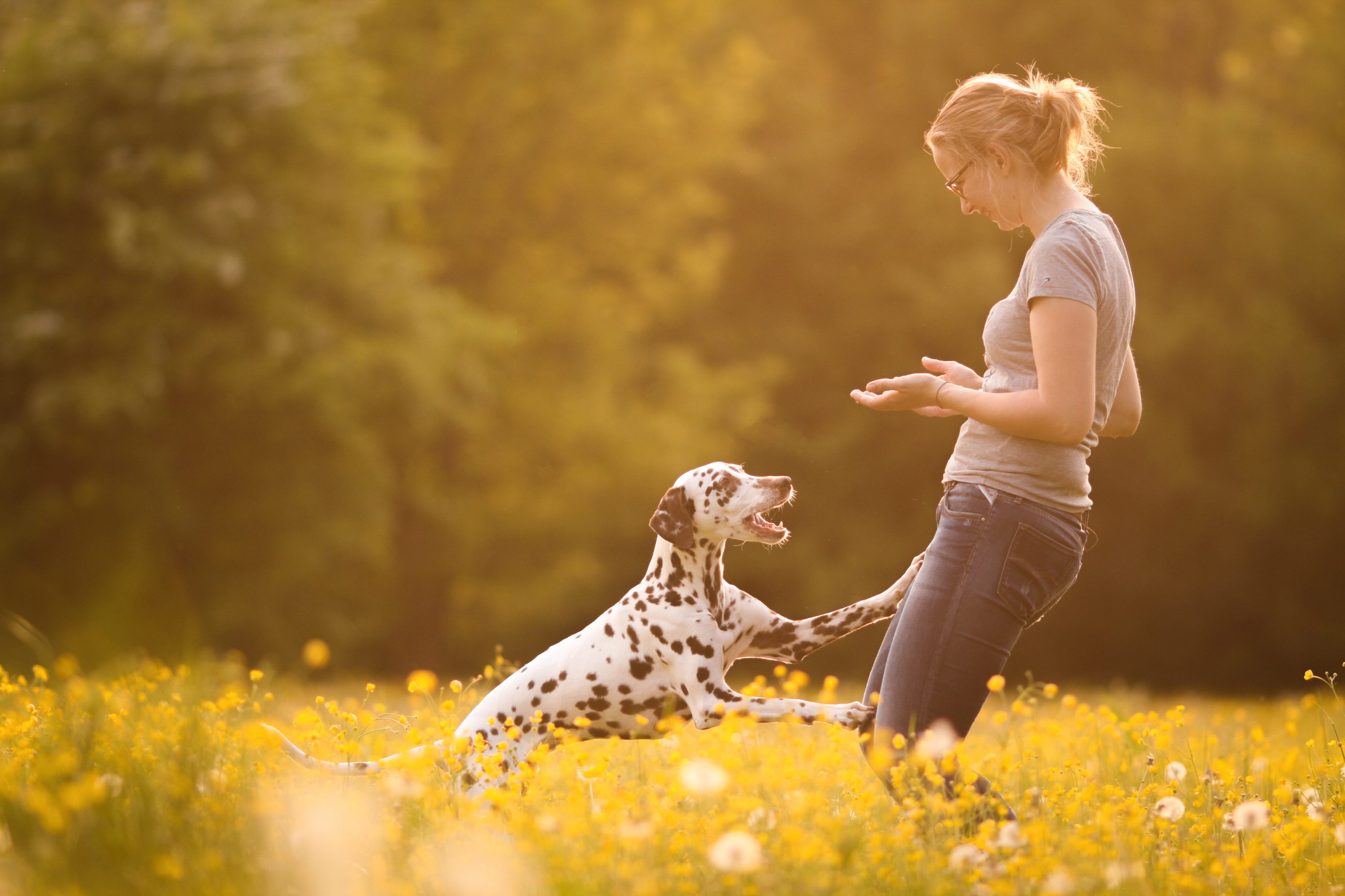 Hundeerziehung hyperaktive Hunde Hundetraining Online Erziehung für den
