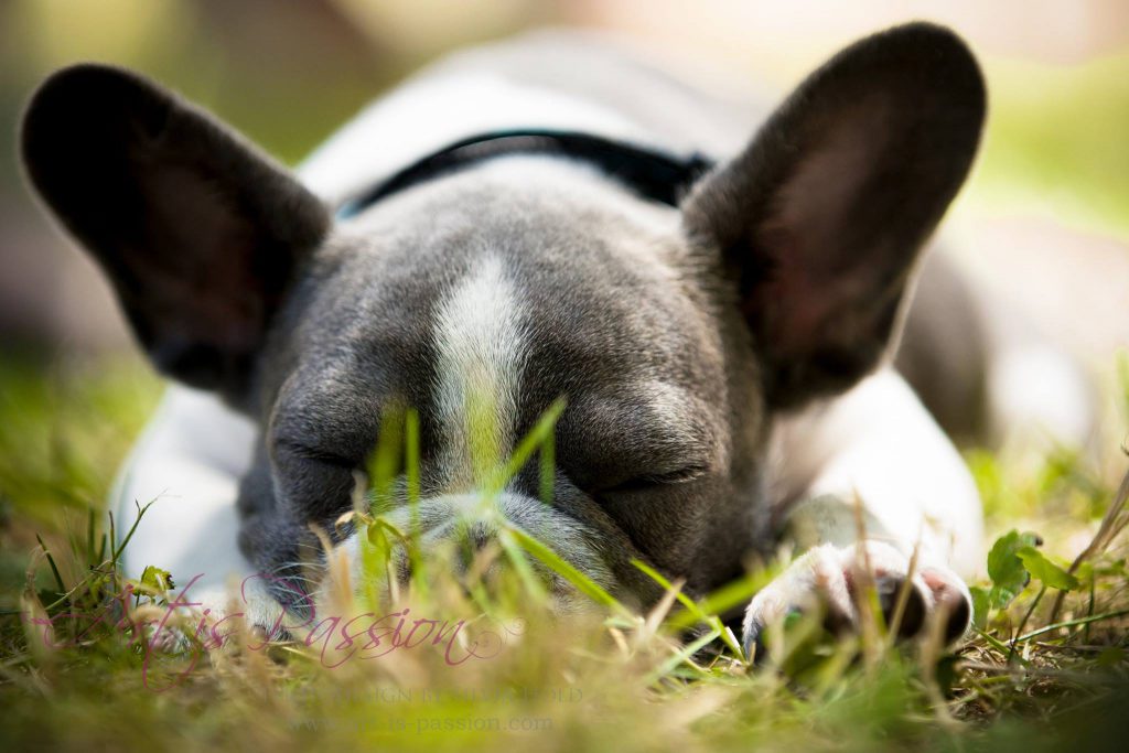 French Bulldog schlafend Hund Ruhe Schlafbeduerfnis des Hundes » Bothshunde