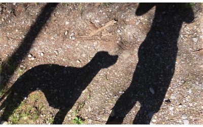 Bothshunde im Schatten, sommerliches Hundefoto