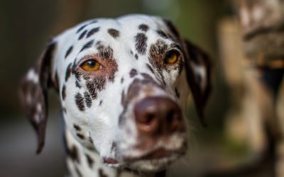 Schilddrüsenunterfunktion beim Hund: Diagnose, Verhalten und Lösungen zum Krankheitsbild
