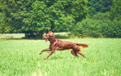 Was kannst du tun wenn dein Hund weggelaufen ist?