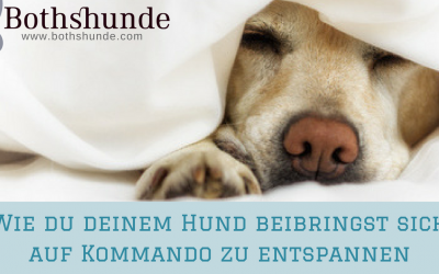 Wie du deinem Hund beibringst sich auf Kommando zu entspannen