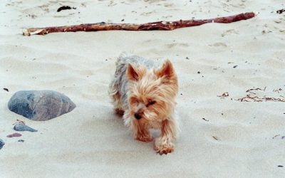 Liebeserklärung an einen Herzhund, oder: der erste Hund ist immer etwas Besonderes