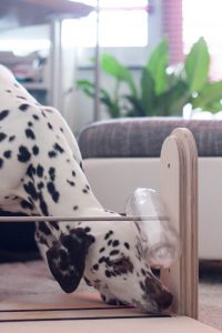 Hundebeschäftigung Intelligenzspielzeug Denkspiel aus Holz für Hunde