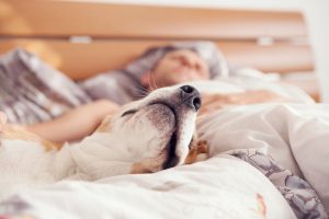 Der natürliche Tagesablauf des Hundes so verbringt der Hund seinen Tag