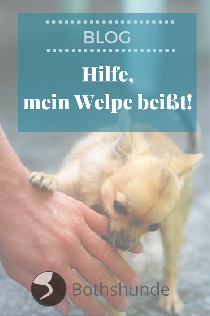 Hilfe, mein Welpe beißt! >> Hilfe im Bothshunde Blog Zahnwechsel beim Hund wie Gurken Deinem Welpen jetzt