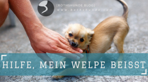 Hilfe mein Welpe beißt Beißhemmung bei Hunden trainieren Welpen das Beißen abgewöhnen