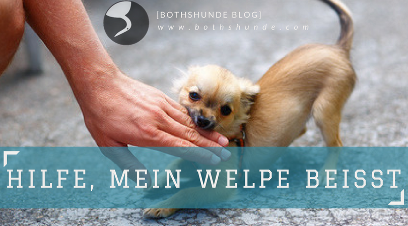 Hilfe mein Welpe beißt Beißhemmung bei Hunden trainieren Welpen das Beißen abgewöhnen