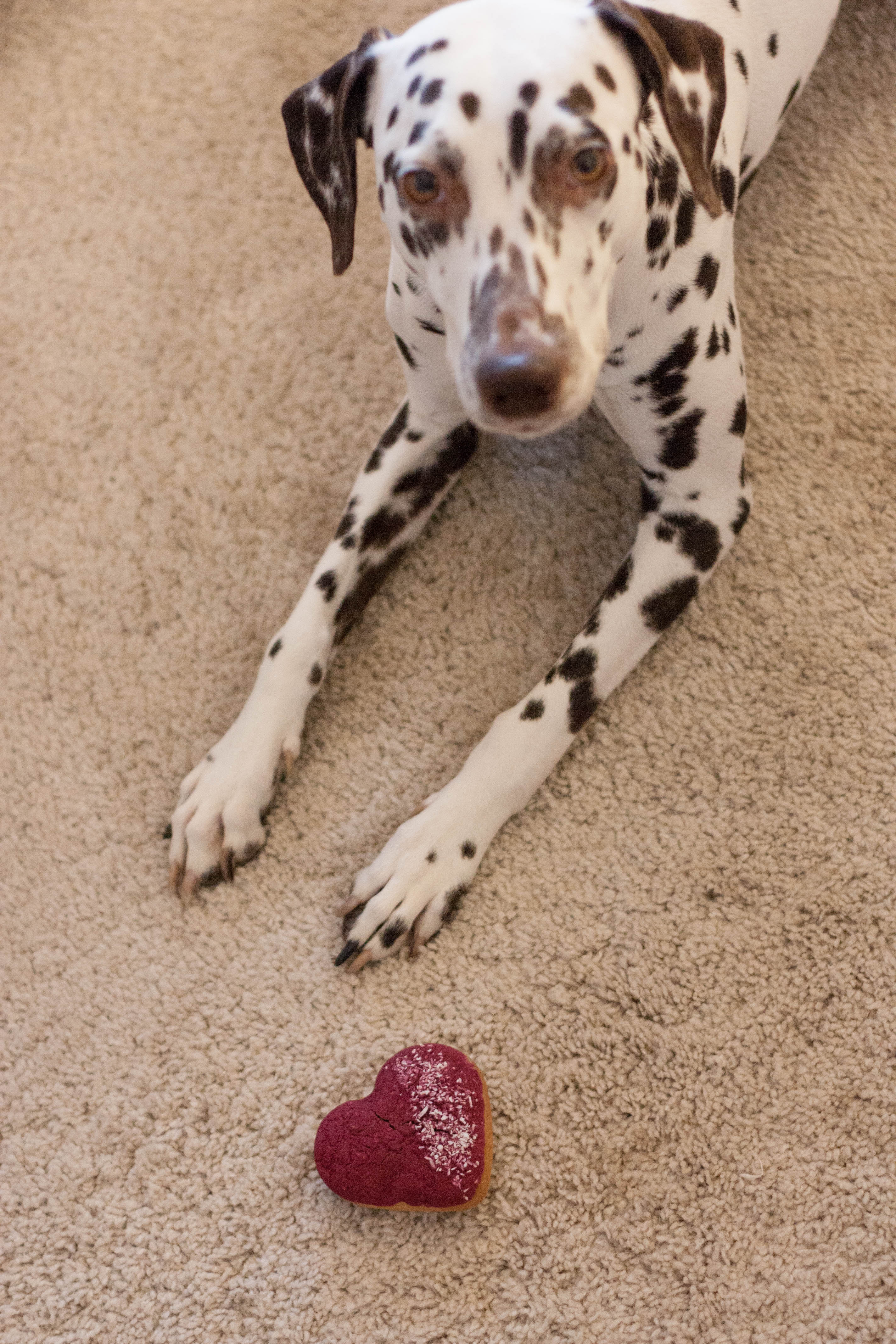 Valentinstag für den Hund süße Kekse ich liebe meinen Hund » Bothshunde