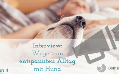 Alles was du über den Alltag mit deinem Zappelhund wissen musst