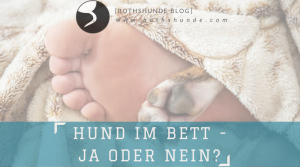 Hundeerziehung hyperaktive Hunde Darf der Hund ins Bett Dominanz oder Quatsch