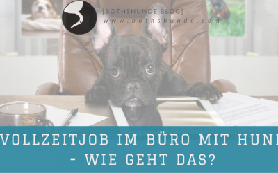 Vollzeitjob im Büro mit Hund, so kann es klappen