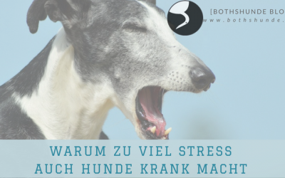 Warum zu viel Stress auch Hunde krank macht