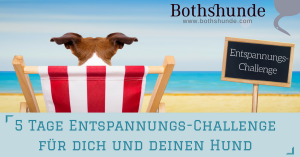 Hundeerziehung hyperaktive Hunde Erfahrungen Online Hundetraining Entspannung für Hunde kostenlose Tipps