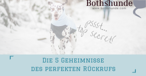 Hundeerziehung hyperaktive Hunde