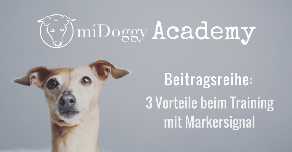 Markersignal Hundeerziehung Clicker Training Hund Belohnung