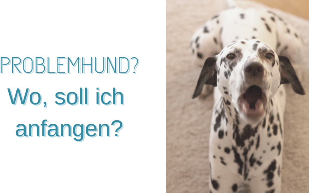 Problemhund?! Wo soll ich anfangen?