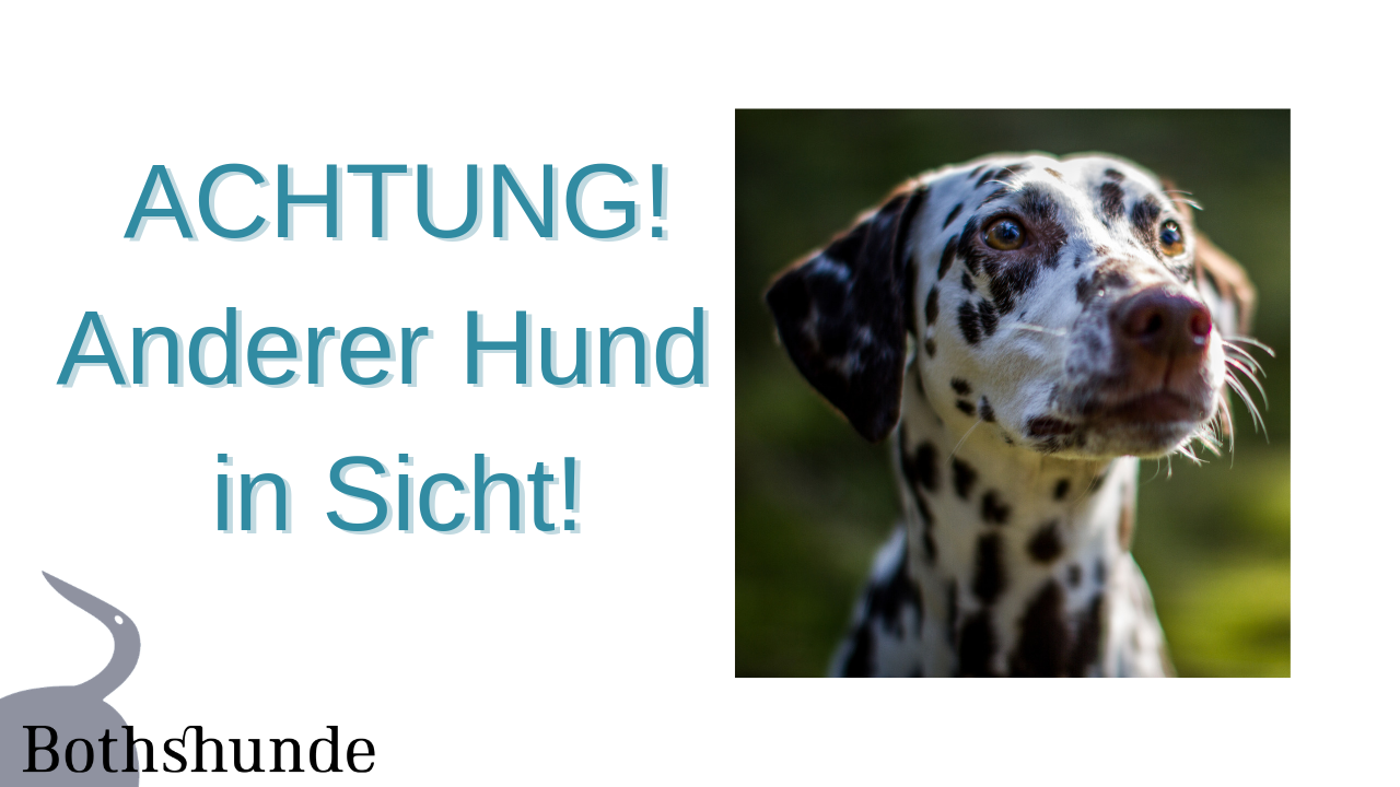 Hundebegegnungen meistern - so unterstützt du deinen Hund » Bothshunde