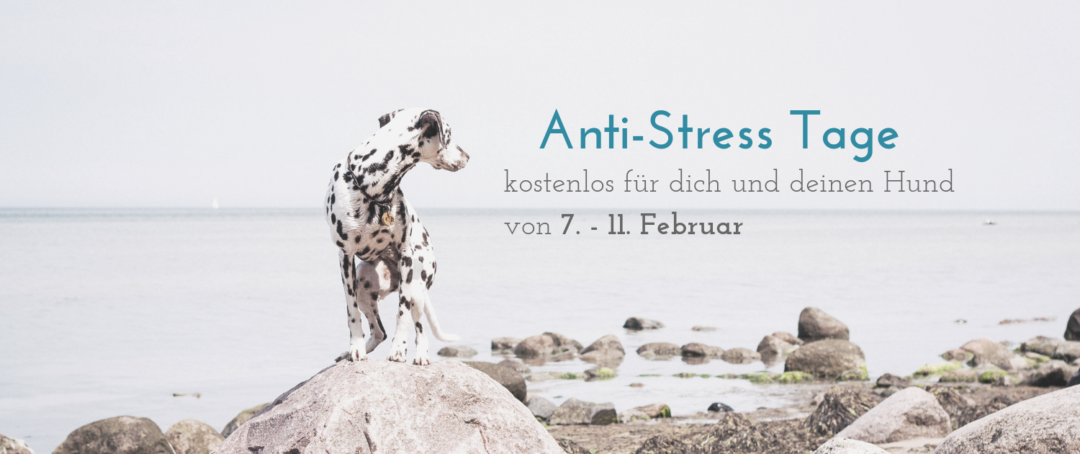 Anti Stress Tage für Hund und Mensch