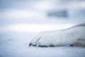 Hunde fotografieren lernen Tipps vom Fotografen tolle Fotos von deinem Hund