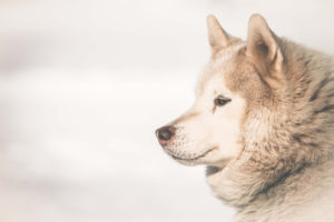 Hunde fotografieren lernen Tipps vom Fotografen tolle Fotos von deinem Hund