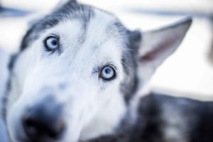 Hunde fotografieren lernen Tipps vom Fotografen tolle Fotos von deinem Hund