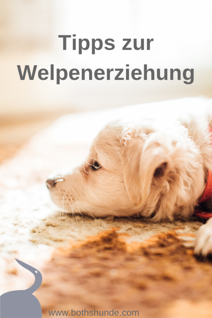 Tipps Zur Welpenerziehung, Hundetraining Für Welpen, Welpentraining ...