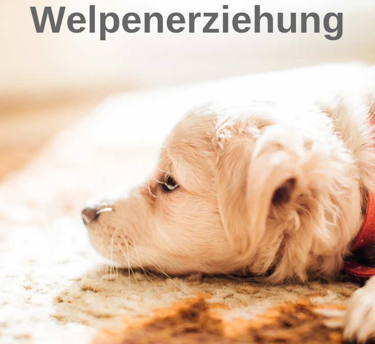Tipps zur Welpenerziehung, Hundetraining für Welpen, Welpentraining, Welpen abc, Welpen 1x1