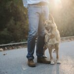 Hundeschule ja oder nein Vorteile professioneller Hundetrainer Online-Hundetraining