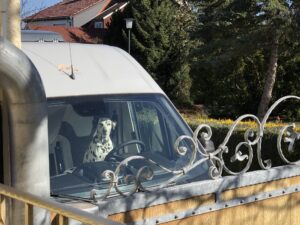 Vanlife mit Hund reisen im Camper