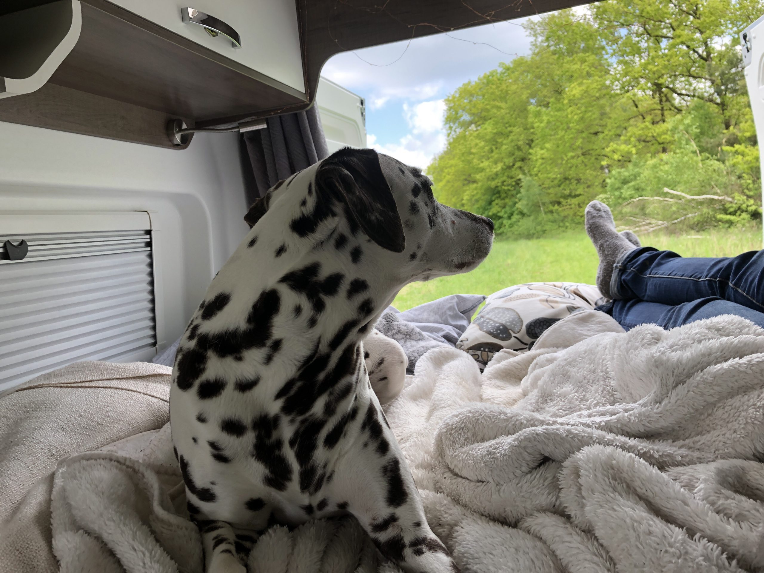 Bett with a view, Vanlife mit Hund