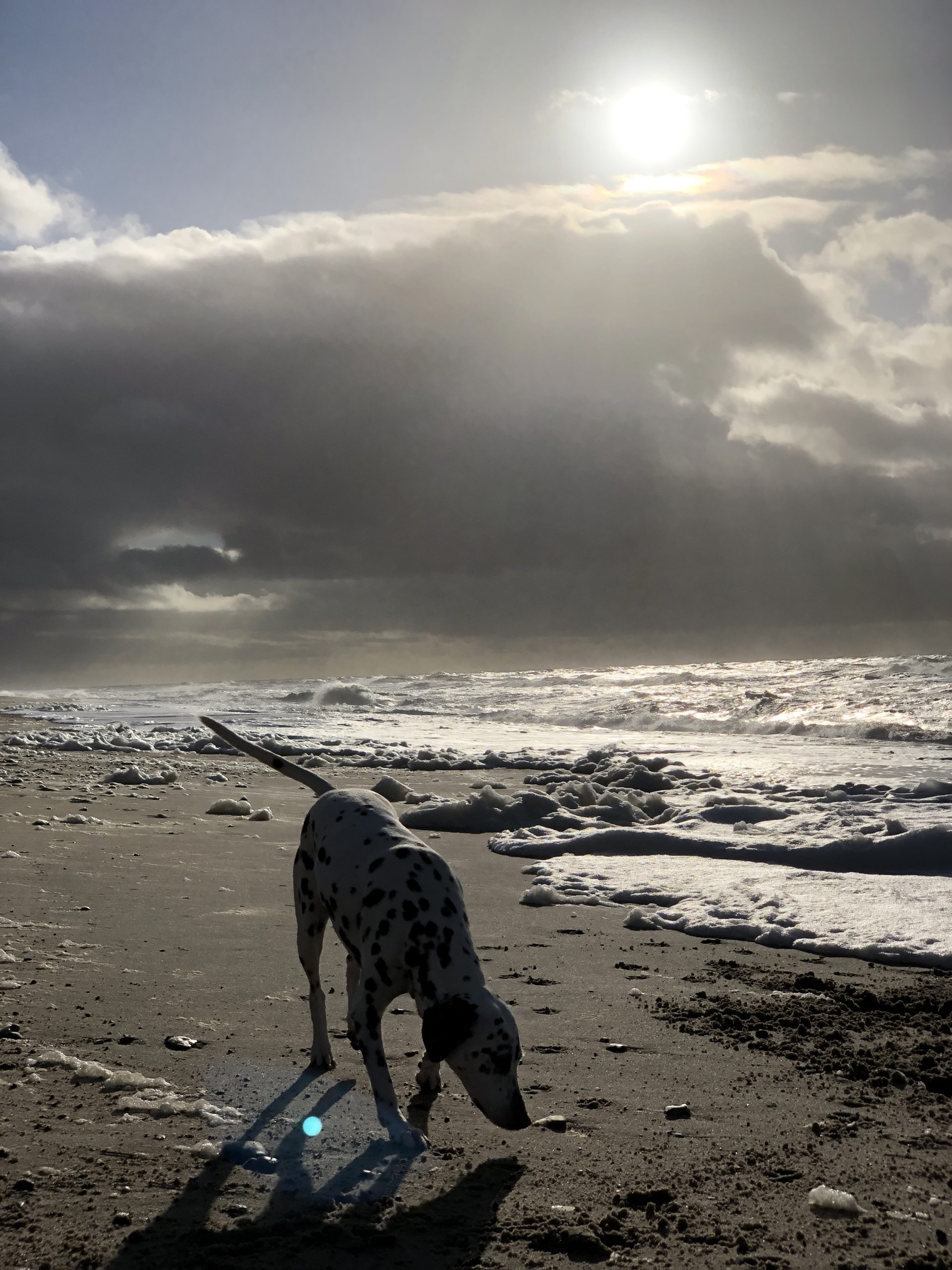 Alma schnüffelt am dänischen Strand, die Ohren im Wind