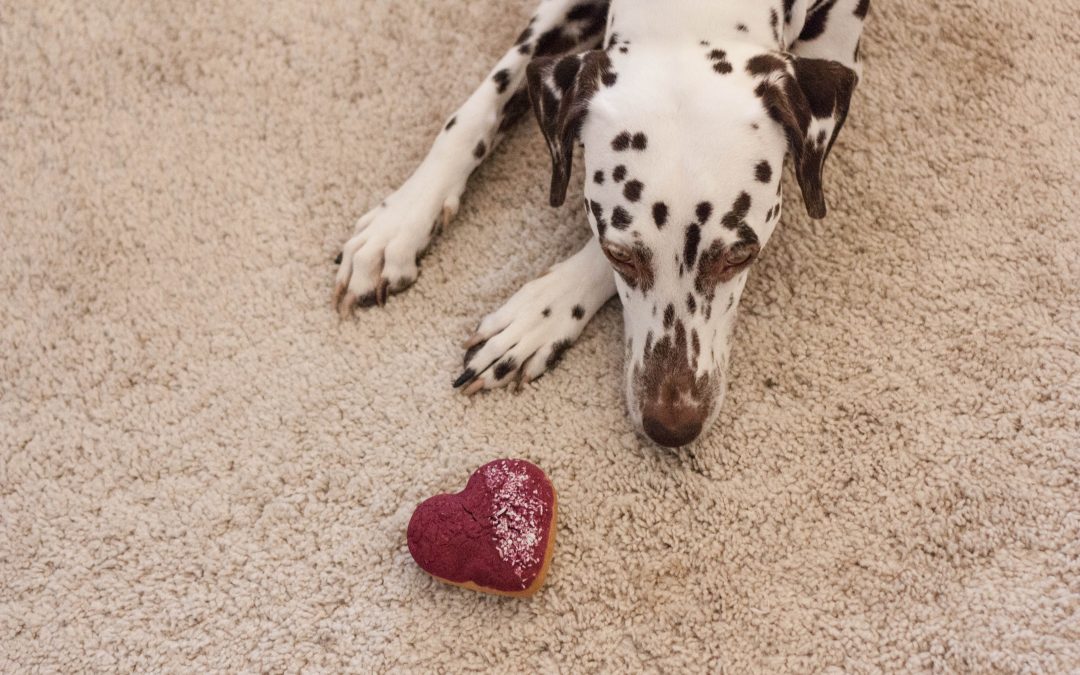 Spread Love | Gute Laune für Mensch und Hund