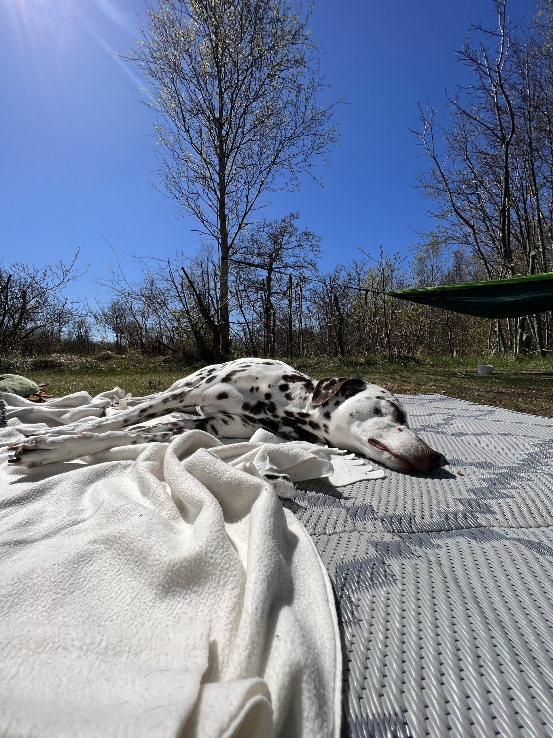 Alma entspannt auf einer Decke im Wald