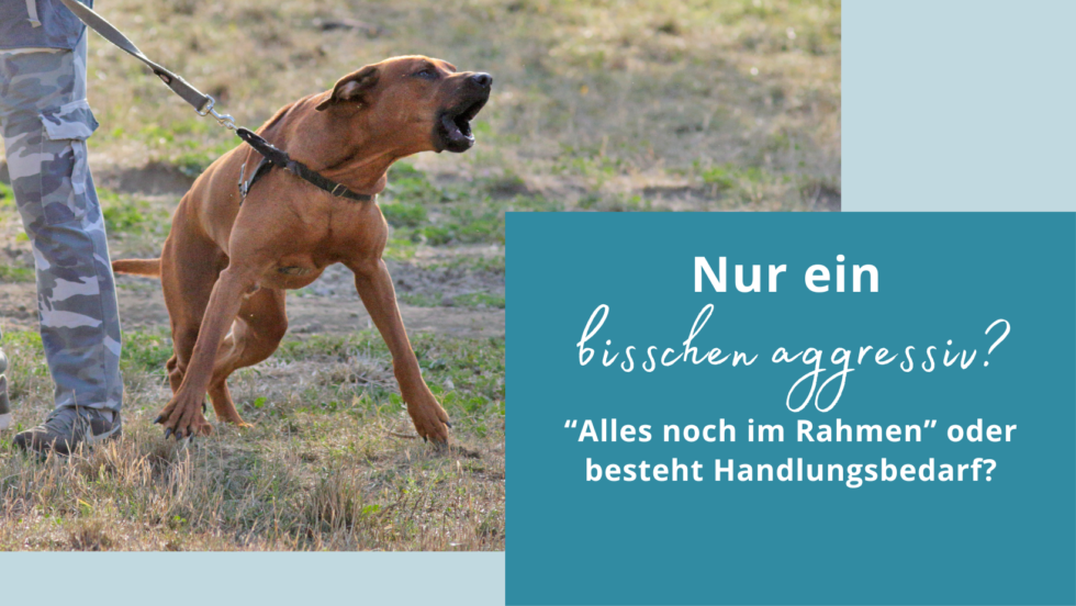 Nur ein bisschen aggressiv? » Bothshunde