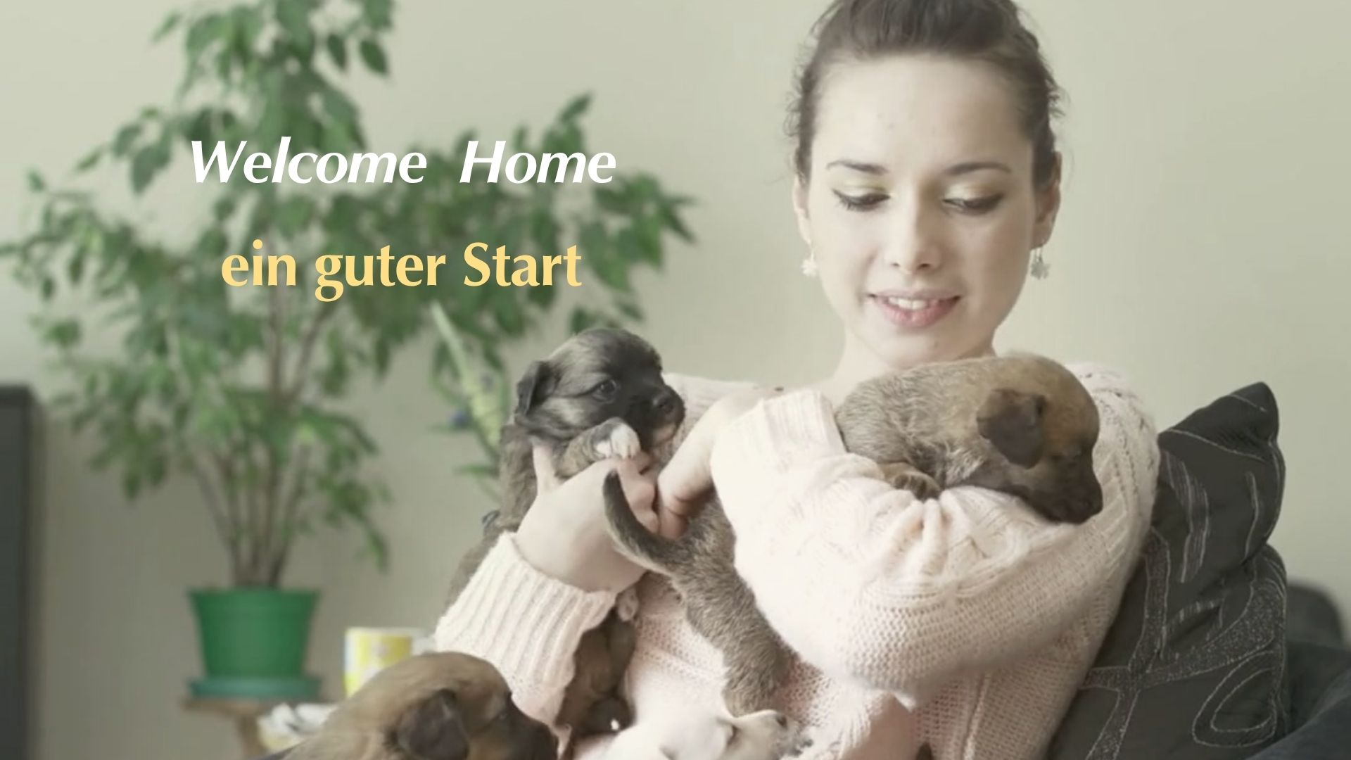 Neuer Hund zieht ein Onlinetraining Welpentrainer