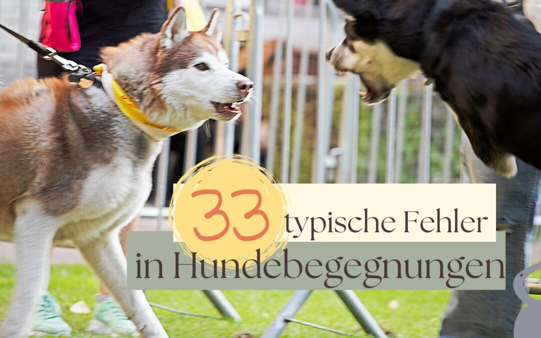 Fehler in Hundebegegnungen
