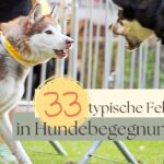 Fehler in Hundebegegnungen