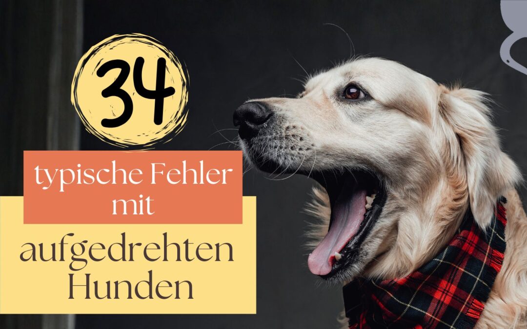 typische Fehler mit aufgedrehten und hyperaktiven Hunden
