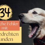 typische Fehler mit aufgedrehten und hyperaktiven Hunden