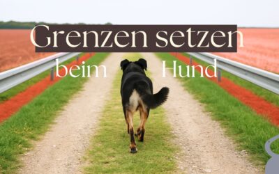 Grenzen setzen beim Hund – was wirklich hilft, wenn Nein sagen allein nicht reicht