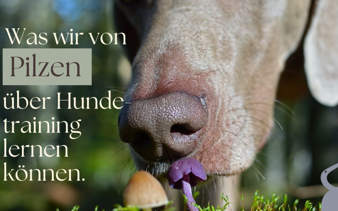 Hundetraining ist so viel effektiver, wenn wir es machen, wie die Pilze.