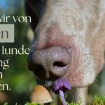 Hundetraining ist so viel effektiver, wenn wir es machen, wie die Pilze.