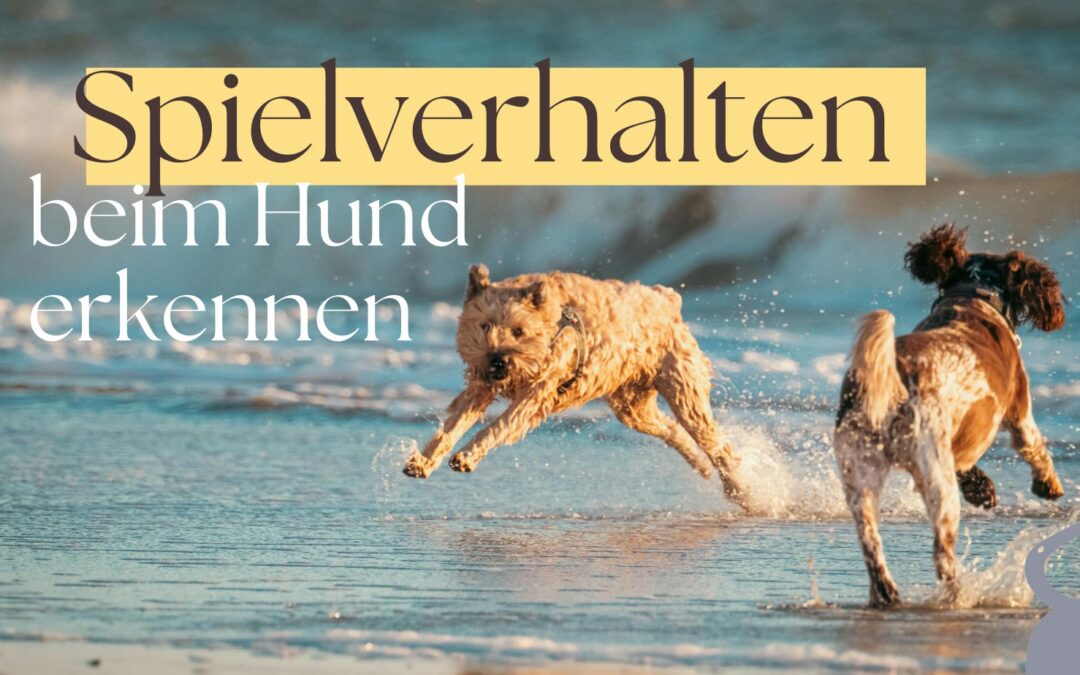 Spielverhalten beim Hund erkennen
