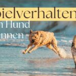 Spielverhalten beim Hund erkennen