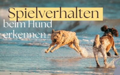 Spielverhalten beim Hund erkennen: echtes Spiel – oder Konflikt?