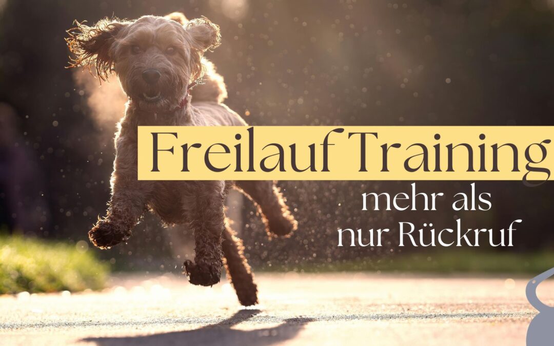 Freilauf Training für Hunde ein ganzheitlicher Überblick über 4 Kompetenzen statt nur Rückruf