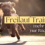 Freilauf Training für Hunde ein ganzheitlicher Überblick über 4 Kompetenzen statt nur Rückruf