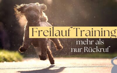 Freilauf Training für Hunde: 4 Kompetenzen, die wirklich funktionieren