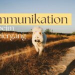 Mensch Hund Kommunikation Spaziergang Rückruf
